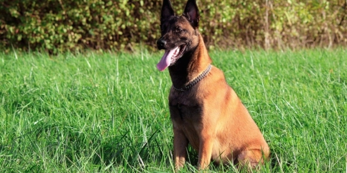 Belgian Malinois Dog | Breed Profile, Price, 15 Facts, Care Tips, Health