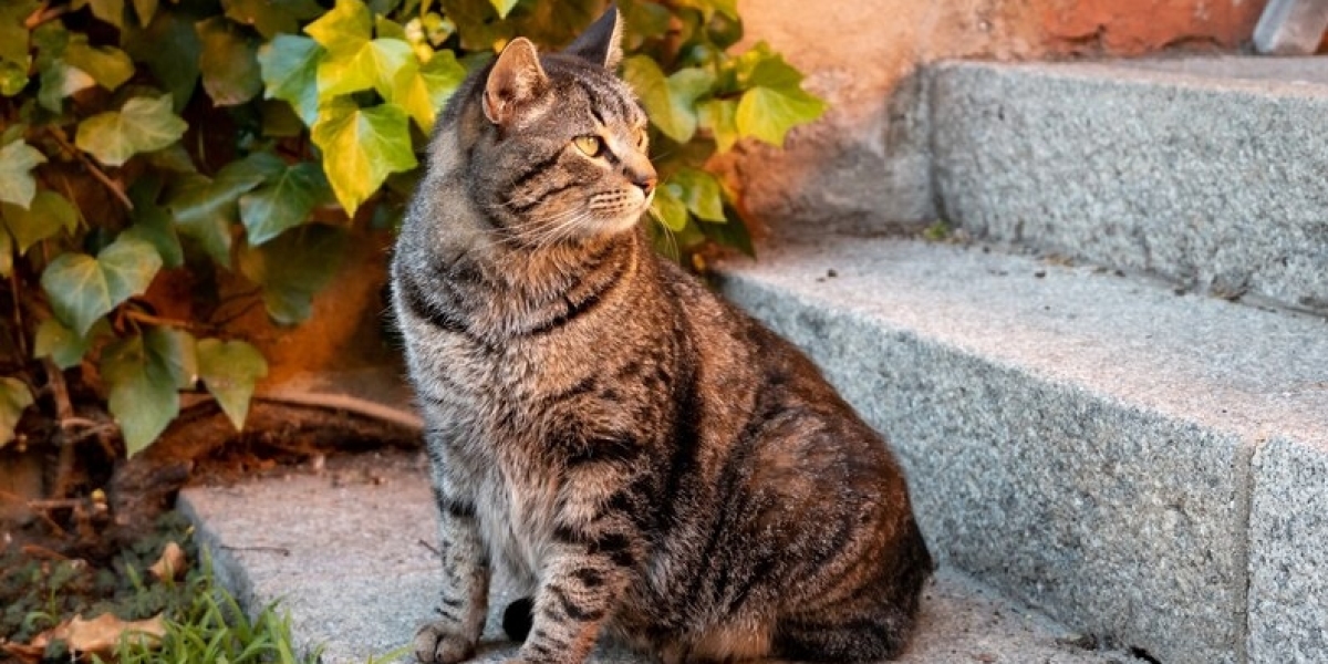 Outdoor Cat Trees: Bringing Nature to Your Kitty's World