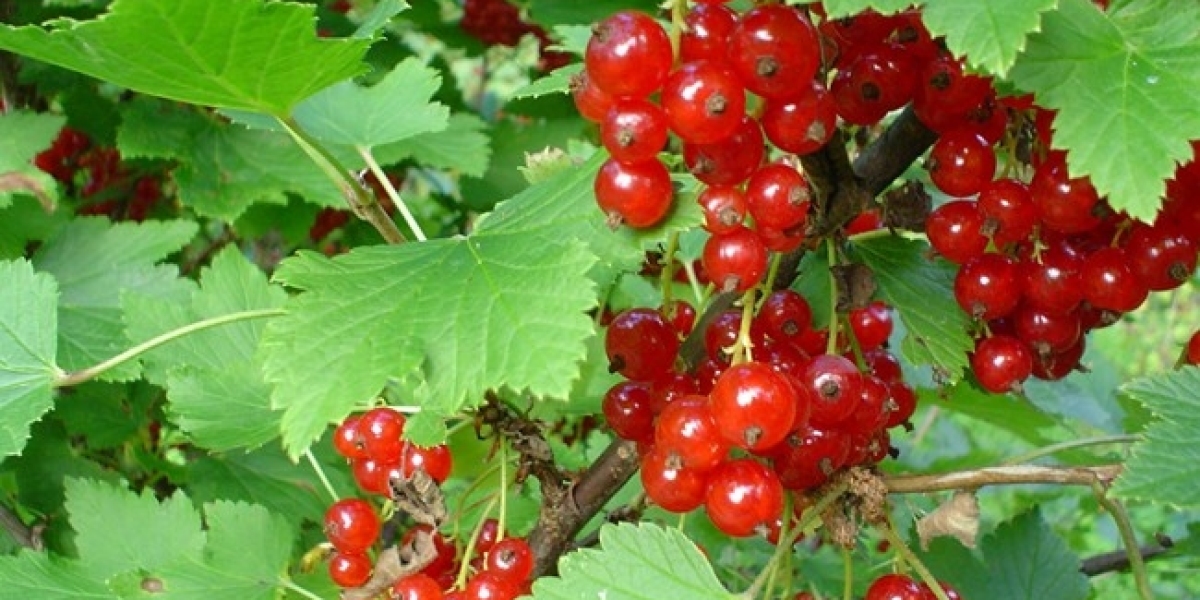 Red Berries Market to Worth US$ 26.6 Billion by 2028 | With a Striking 3.2% CAGR - IMARC Group