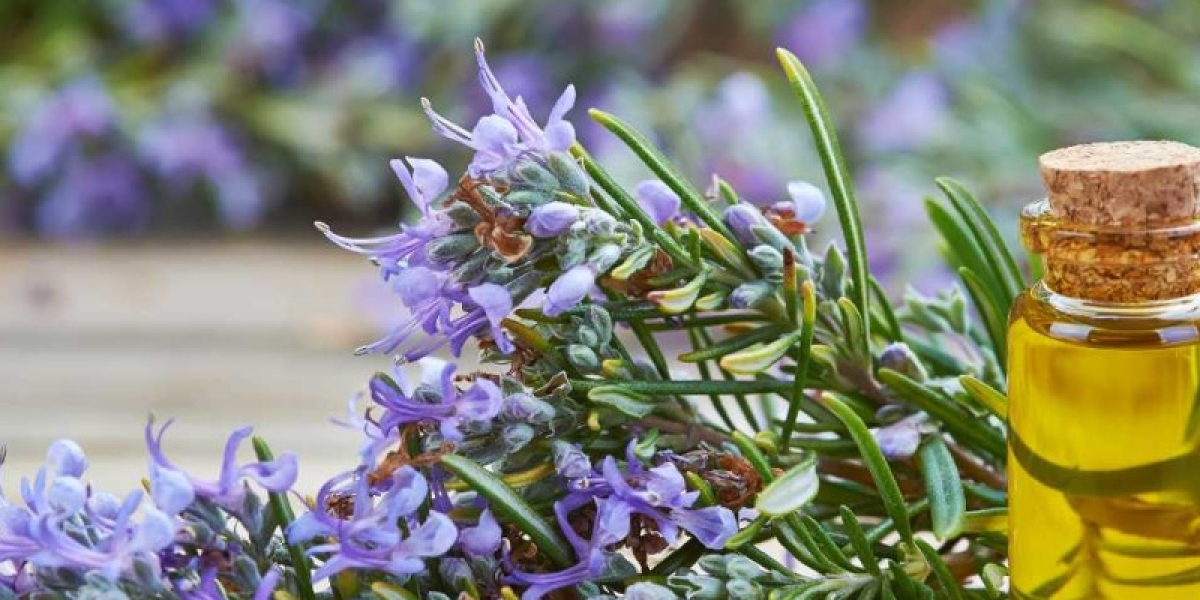 Unlock the Aromatic Secrets of Rosemary Essential Oil: A Guide to Natural Wellness