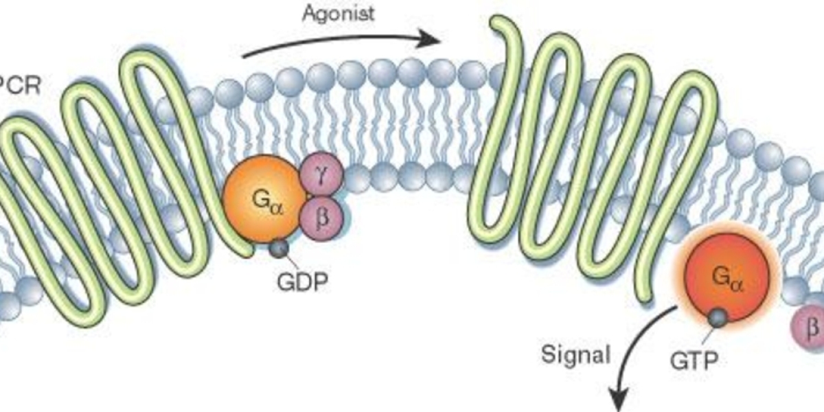 Navigating the Landscape of the Global G-Protein Coupled Receptors Market: Trends and Opportunities