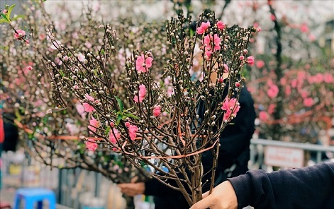 Cách chọn và giữ cành đào, hoa đào tươi lâu ngày Tết