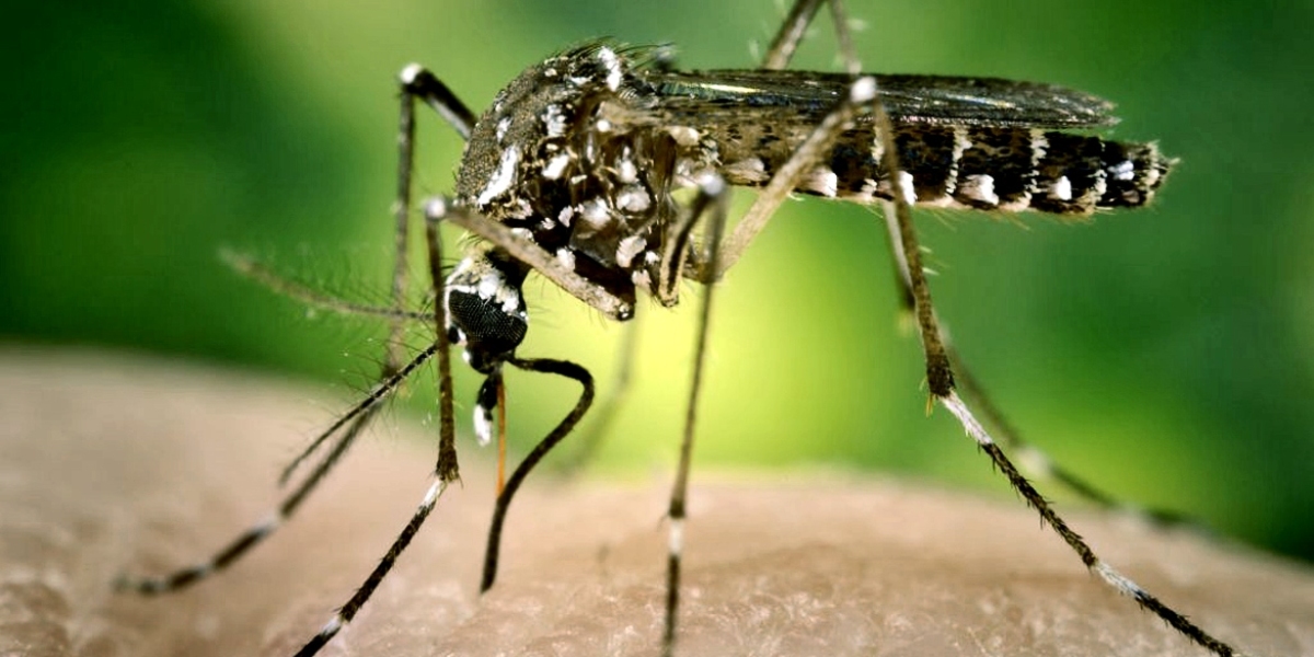 Mosquito Borne Disease Market Is Driven By Rising Prevalence Of Diseases Like Malaria And Dengue