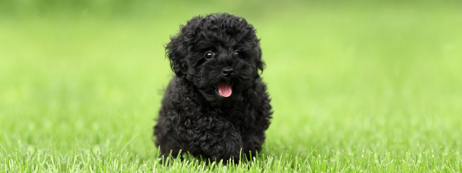 Toy Poodle Puppies for Sale Melbourne