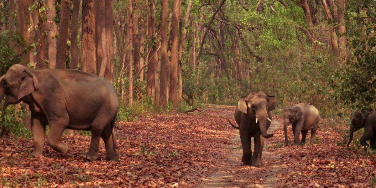 Exploring The Enchanting Wilderness Of Jim Corbett National Park