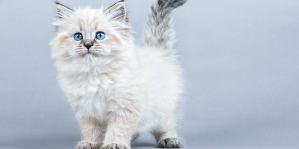 CFA Persian Kittens: Exquisite Felines for San Diego Families