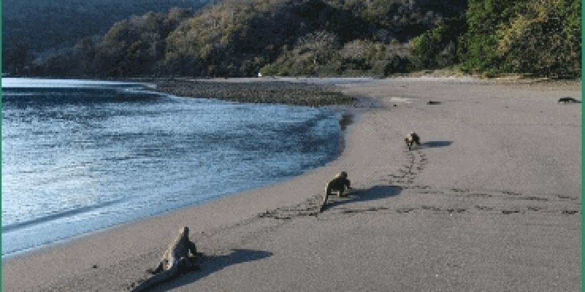 Exploring Komodo: A Private Island Adventure