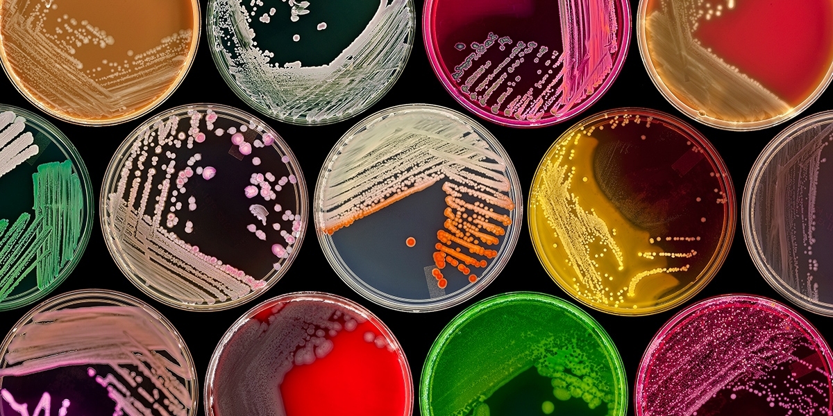 Unlocking the Power of Microbes: A Deep Dive into the Microbial Products Market by Region (2024 Update)