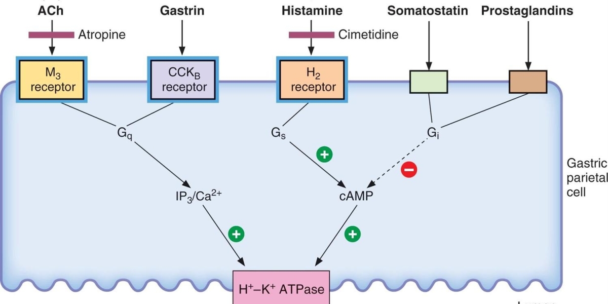 The H2 receptor antagonist Market is estimated to be valued at USD 4.21 Bn in 2024