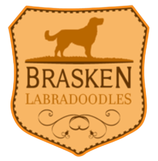 Labradoodles for sale in California | Labradoodles Breeders in california