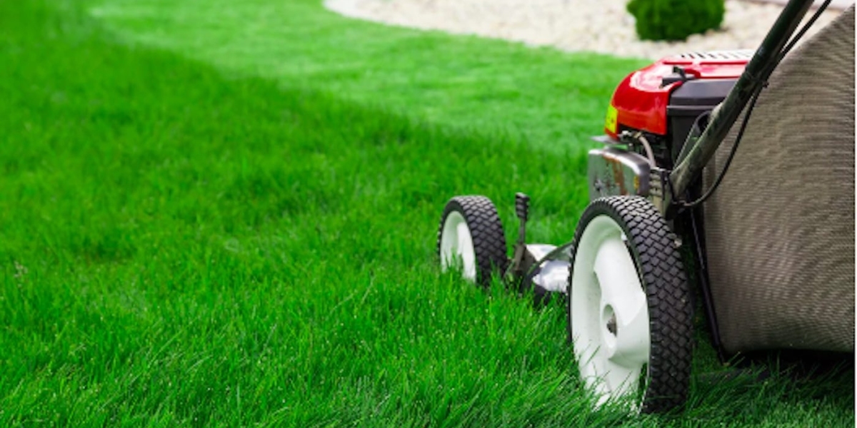 Transform Your Lawn with New Lawn Turf: The Ultimate Guide