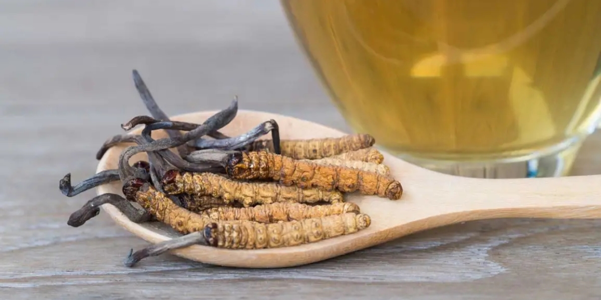 Cordyceps Sinensis and Militaris Extract Market: Investing in Innovation for Long-Term Success