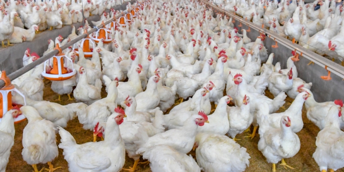 Poultry Market Set For High Growth Due To Advancement In Poultry Farming Technologies