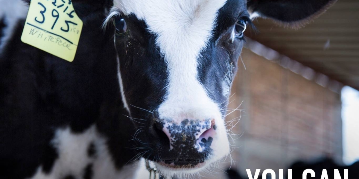 A Undetectable Simple fact of Organic Dairy Cruelty : Unveiling the actual Dimly lit Area of Ecological Grinding