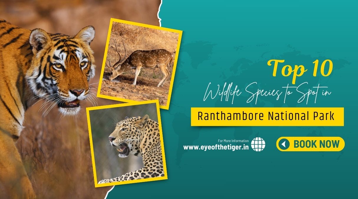 Top 10 Wildlife Species to Spot in Ranthambore National Park | Eye Of The Tiger