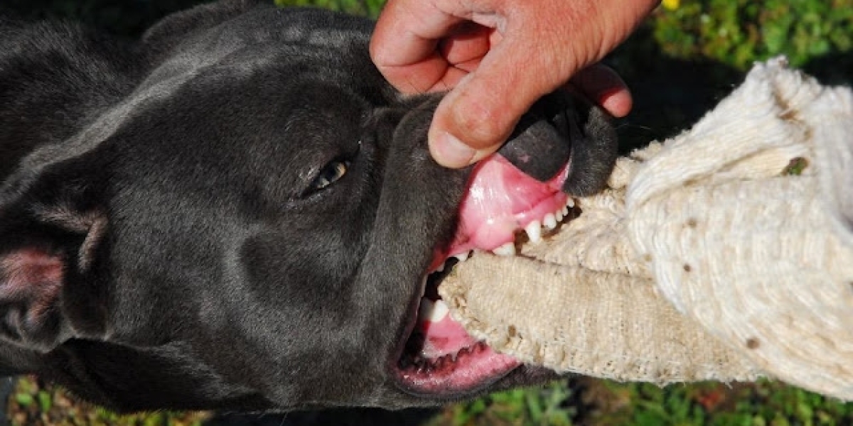 Step-by-Step Guide to Introducing a Herding Ball to Your German Shepherd