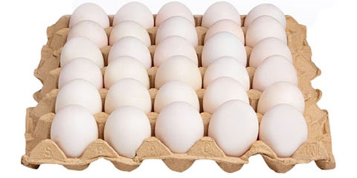 Egg Tray Manufacturing Plant Project Report 2024: Business Plan, and Cost Analysis | Syndicated Analytics