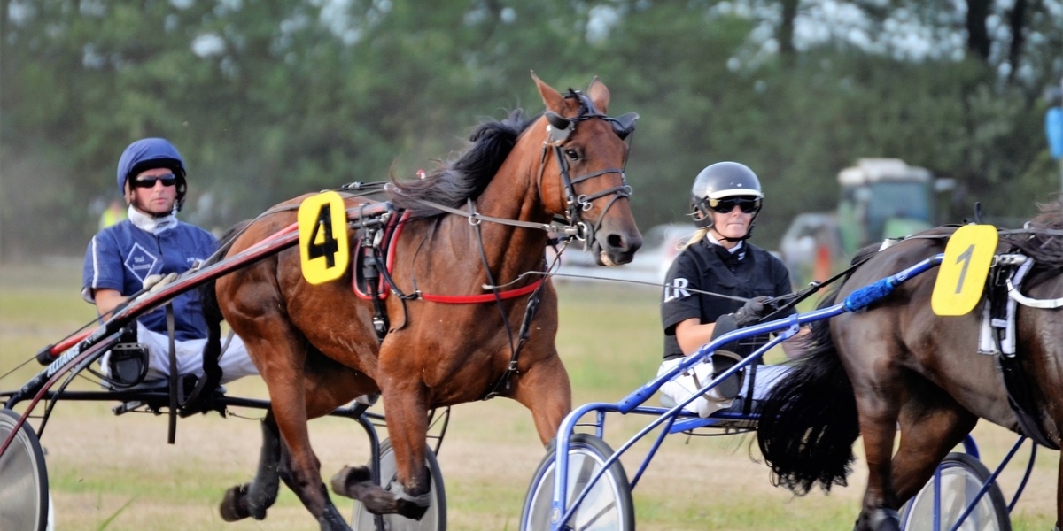 harness racing ownership in brisbane