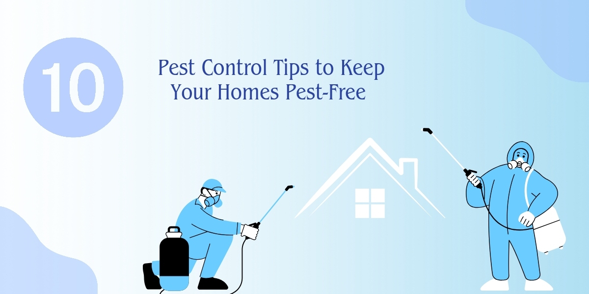 10 Essential Tips & Guide to Prevent Termites