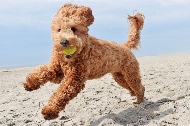 The Toy Poodle: A Comprehensive Guide to Your New Best Friend - Thedogsvalley