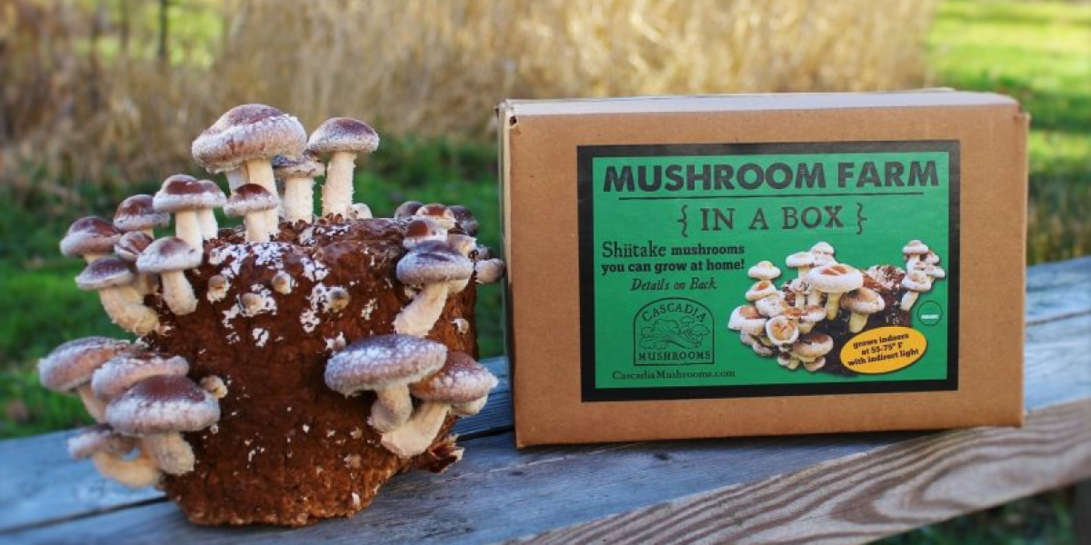 Custom Mushroom Boxes: Solutions for Freshness