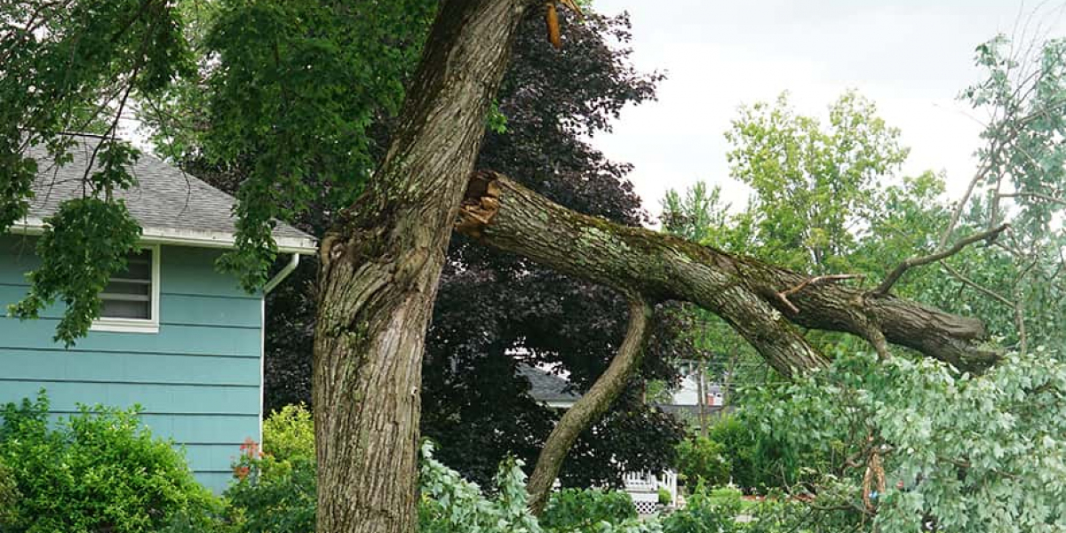 Farewell, Friend? Dissecting the Participation of Tree Removal Services in Philadelphia