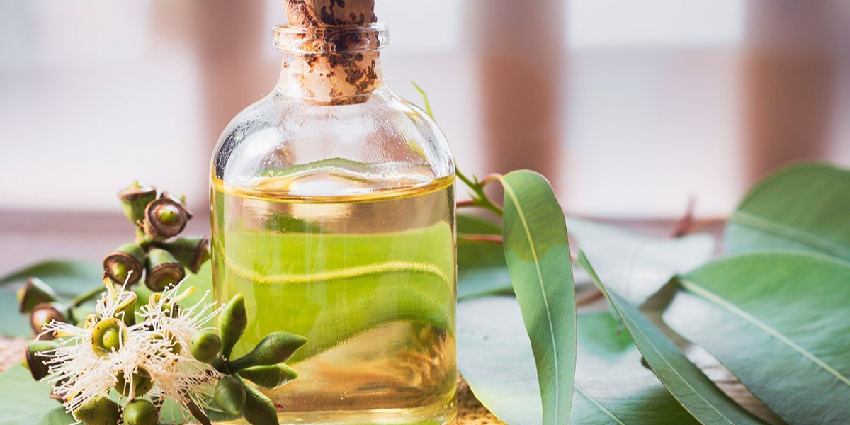 Global Eucalyptus Oil Market: In-depth Analysis and Future Trends