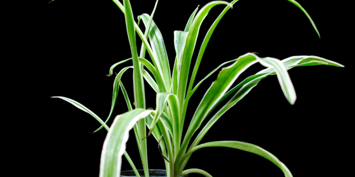 Low Maintenance Indoor Plants: 5 Popular Options for Your Home