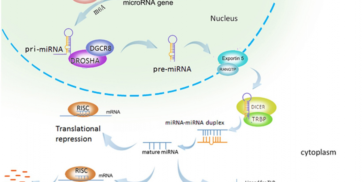 MicroRNA Market Size, Demand And Future Scope Report 2030