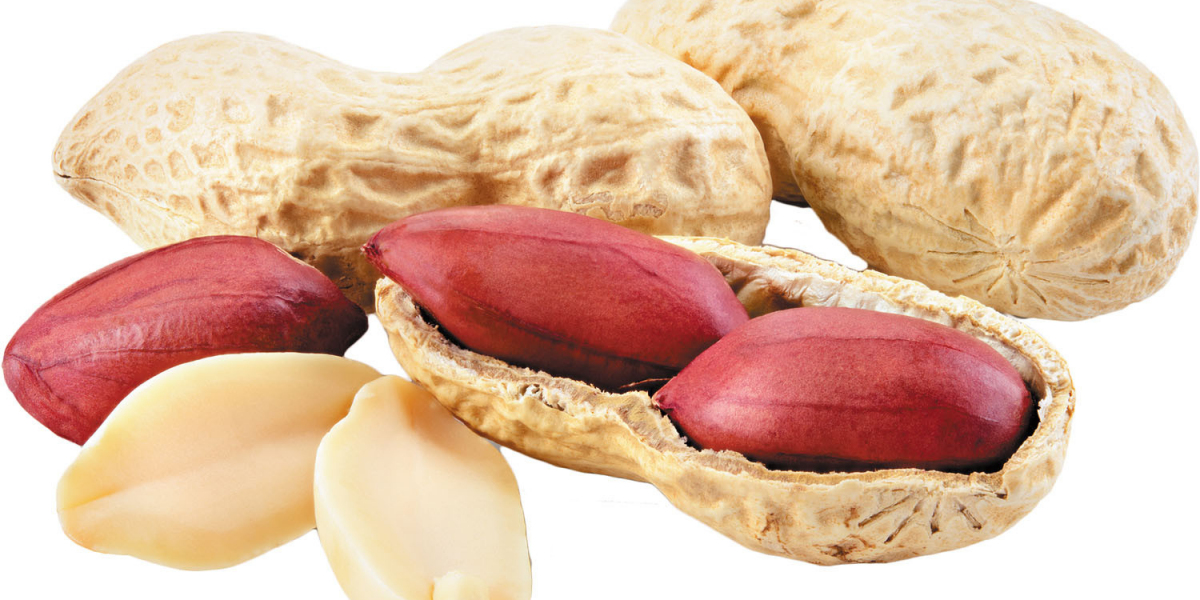 Peanut Manufacturing Plant Project Report 2024: Manufacturing Process, Materials Cost and Requirements