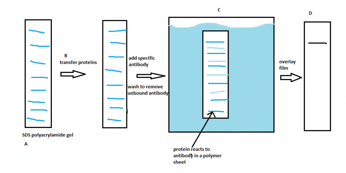 Global Western Blotting Market Analysis Business Revenue Forecast Size Leading Competitors