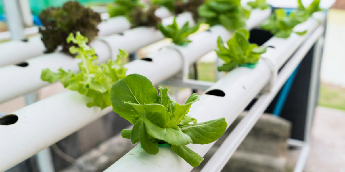 Global Aquaponics and Hydroponics Systems and Equipment Market A Comprehensive Analysis of Growth Trends and Opportuniti