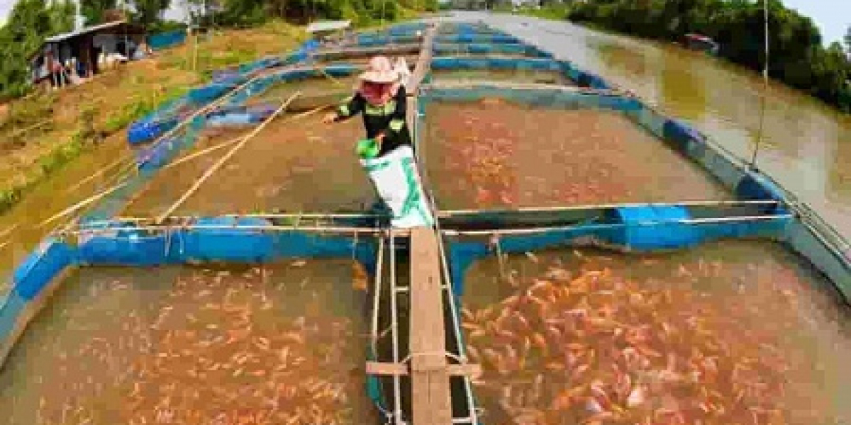 Fish Farming Manufacturing Plant 2024: Detailed Project Report, Raw Materials Requirements, Cost and Revenue