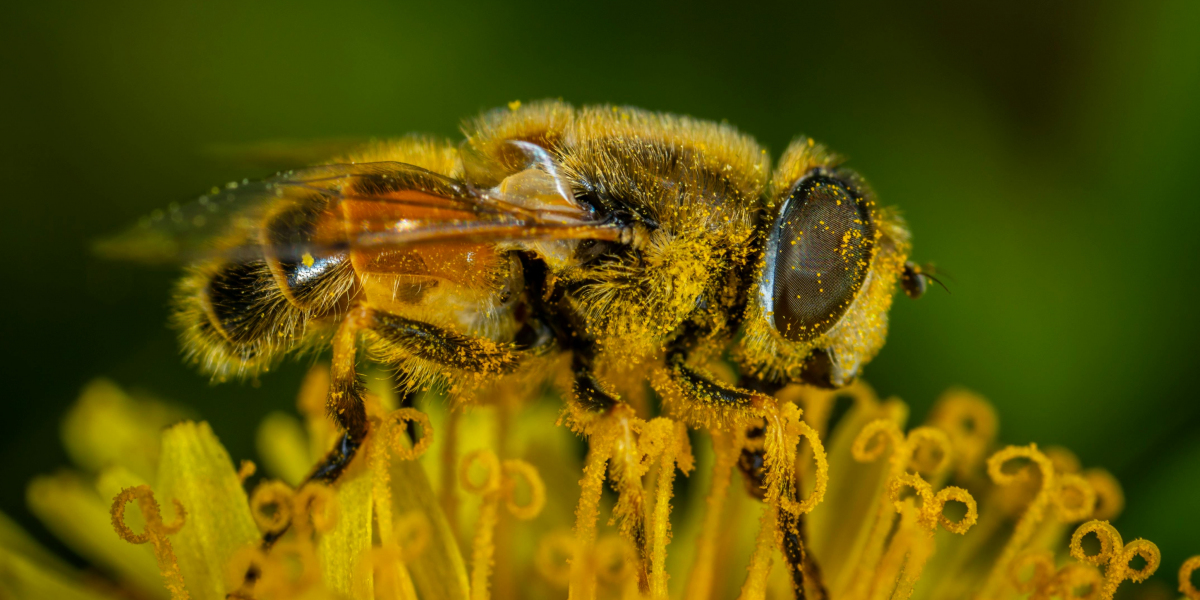 Affordable Bee Hive Removal: Cost-Effective Solutions for Safe and Humane Bee Relocation