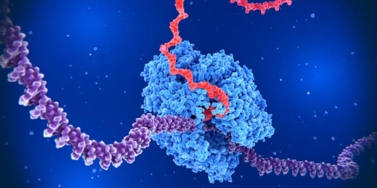 DNA Polymerase Market Size | Report 2024-2032