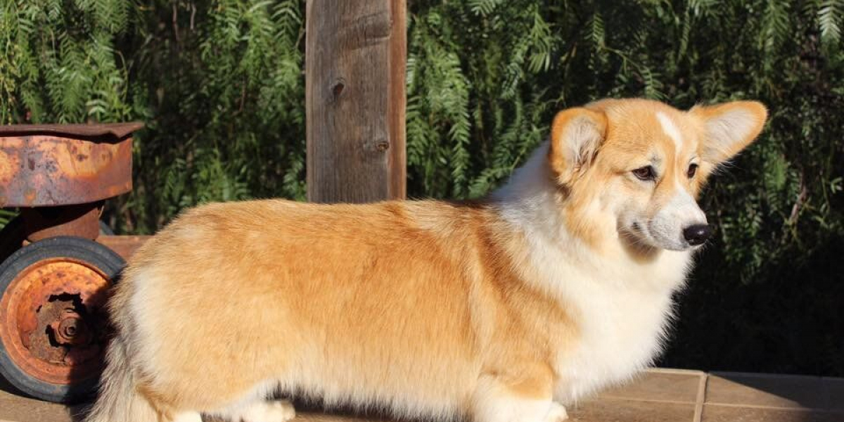 The Adorable Appeal of the Long Haired Tri Color Corgi: What You Need to Know