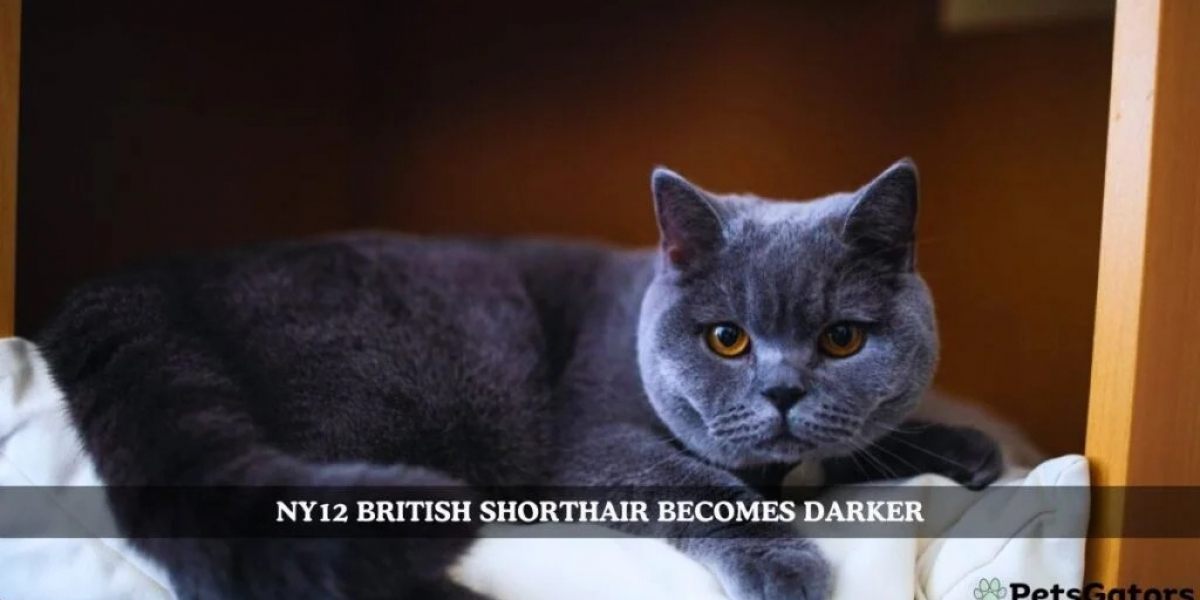 NY12 british shorthair becomes darker