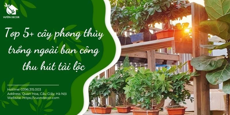 Top 5 cây phong thủy trồng ngoài ban công thu hút tài lộc - Vườn Decor