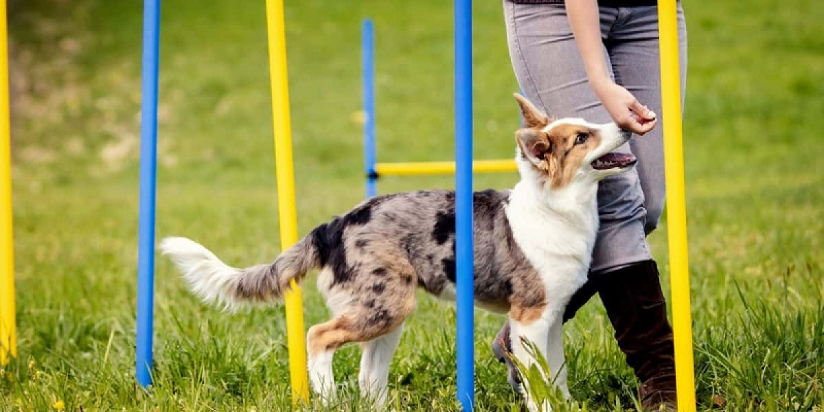 The Ultimate Guide to Dog Training in Chester County: Tips and Resources