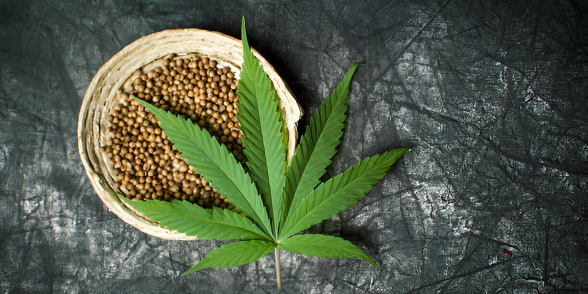 Your Guide to Buying Cannabis Seeds: Quality Matters