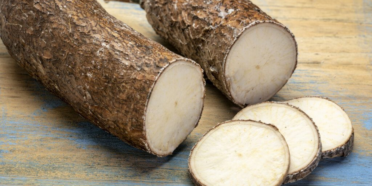 Cassava Processing Plant 2024 - Detailed Project Report, Cost and Comprehensive Business Plan