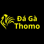 Đá Gà Thomo Trực Tiếp