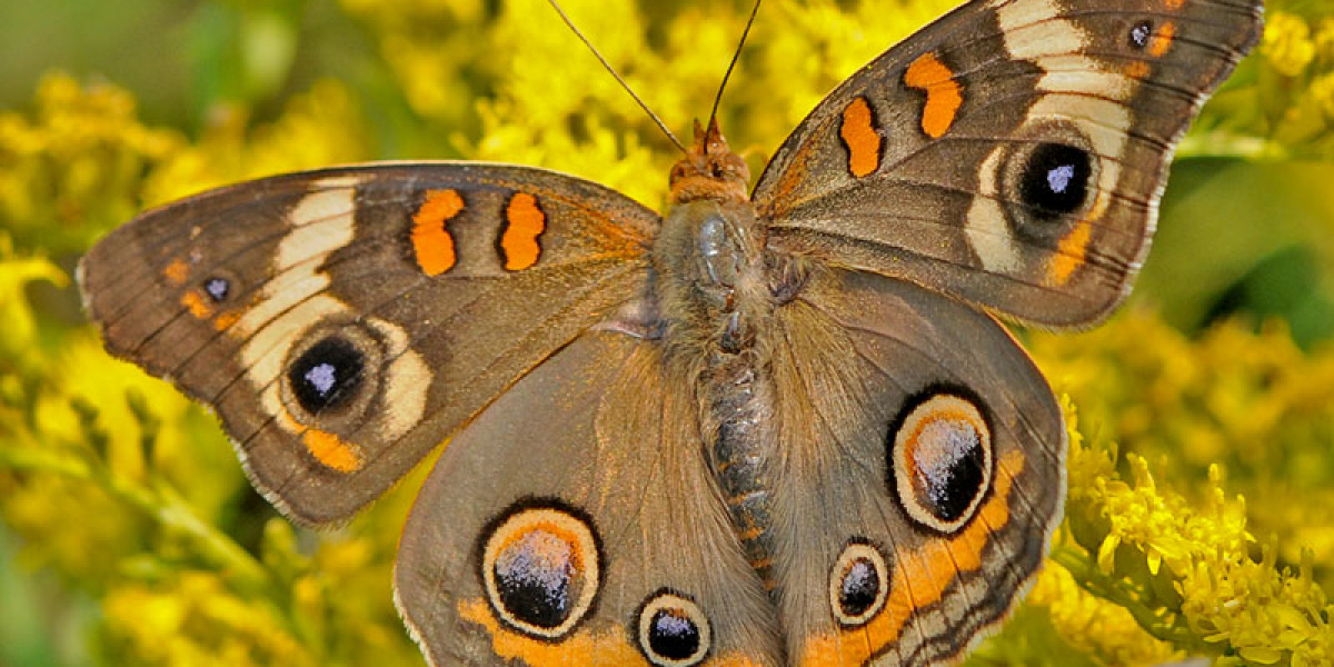 Monarch Butterfly Spiritual Meaning