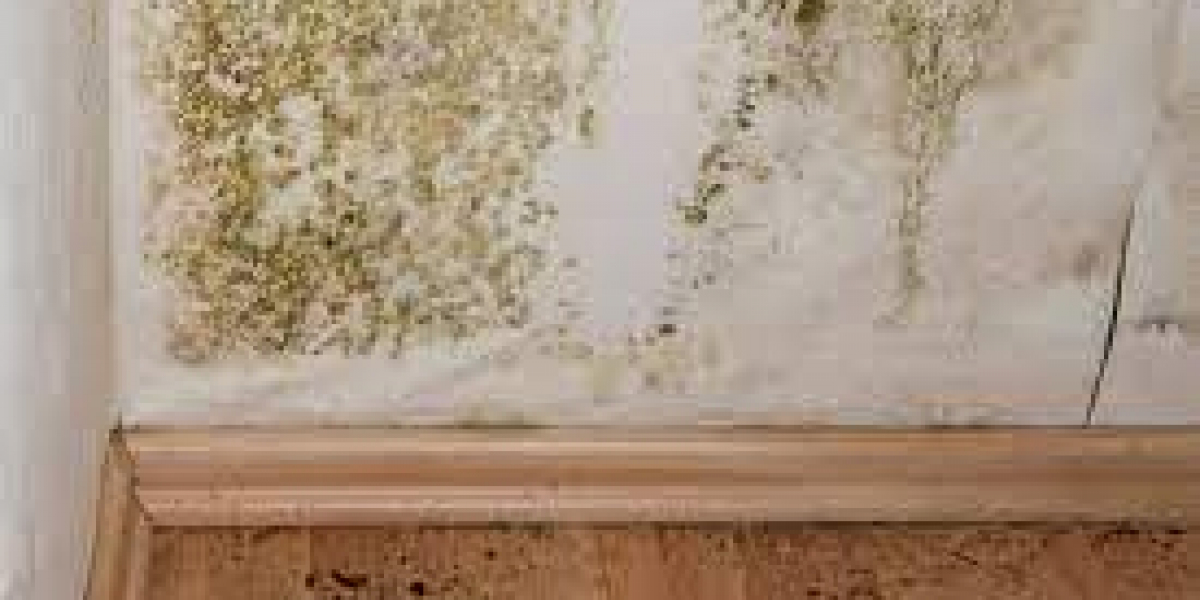 Signs You Need Mold Remediation Services