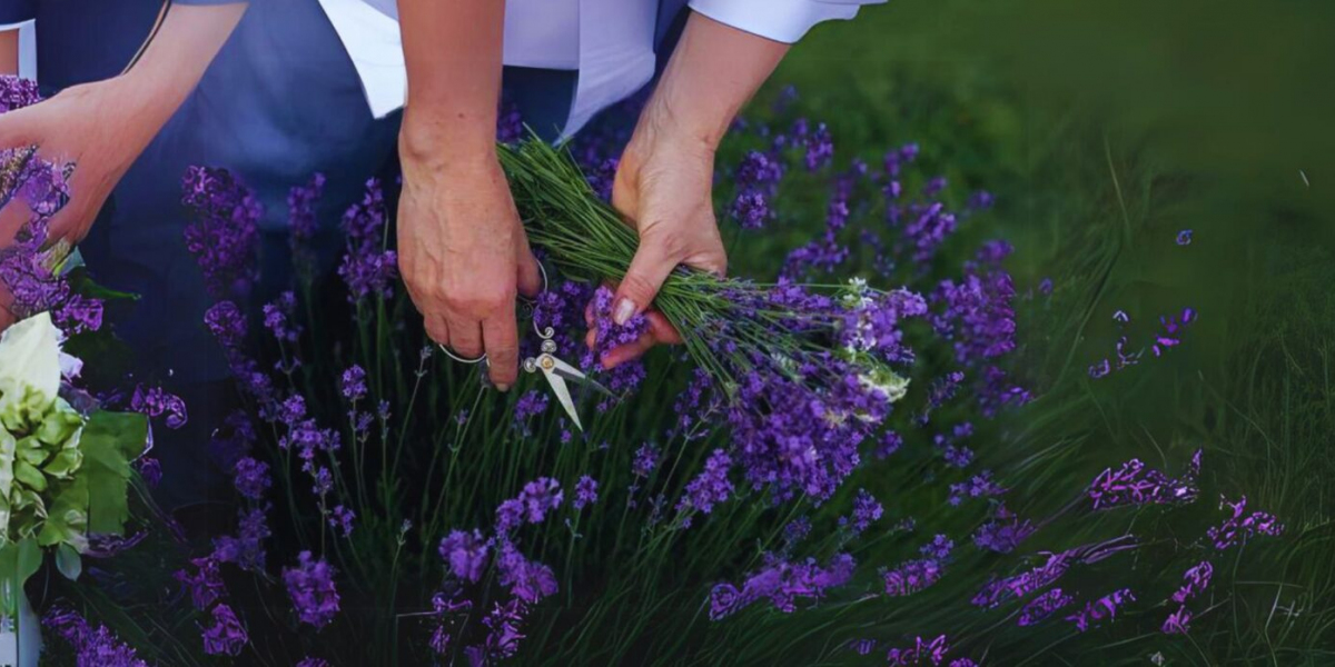 Lavender Plants: Growing and Caring for This Fragrant Favorite