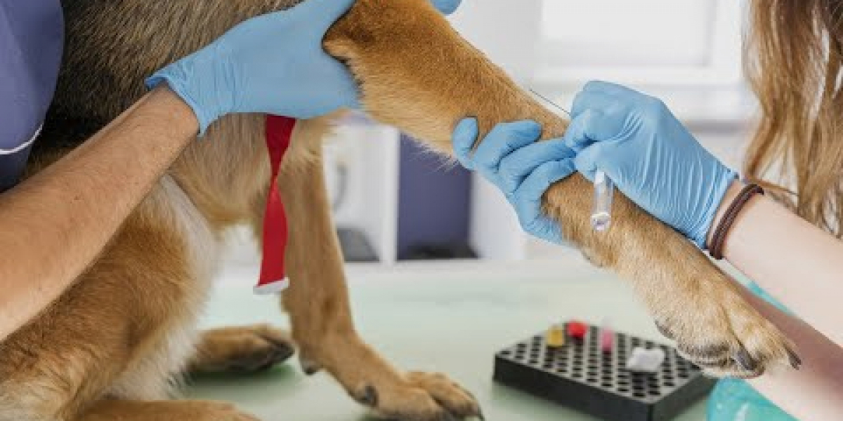 Entenda a Importância do Exame de Glicemia para Cães com Diabetes