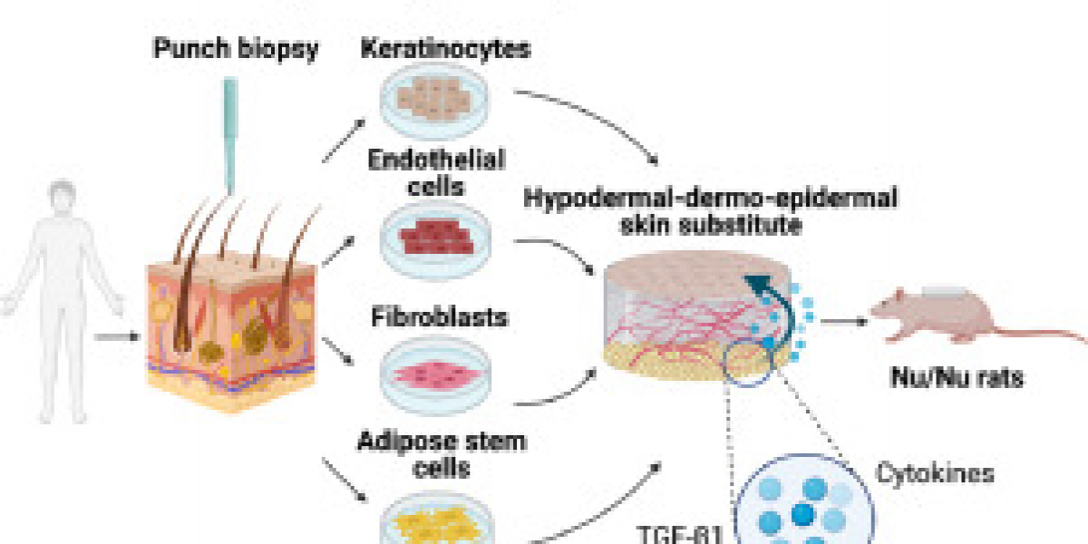 Biological Skin Substitutes Market Overview, Analysis, And Industry Growth Report 2031