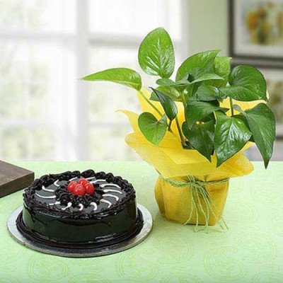 Send Plants To Gurgaon | Online Plant Delivery in Gurgaon - OyeGifts