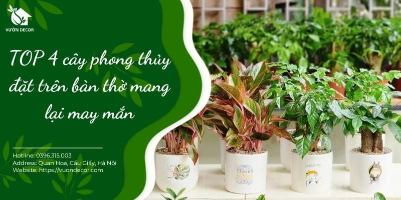 Top 4 cây phong thủy đặt trên bàn thờ mang lại may mắn - Vườn Decor