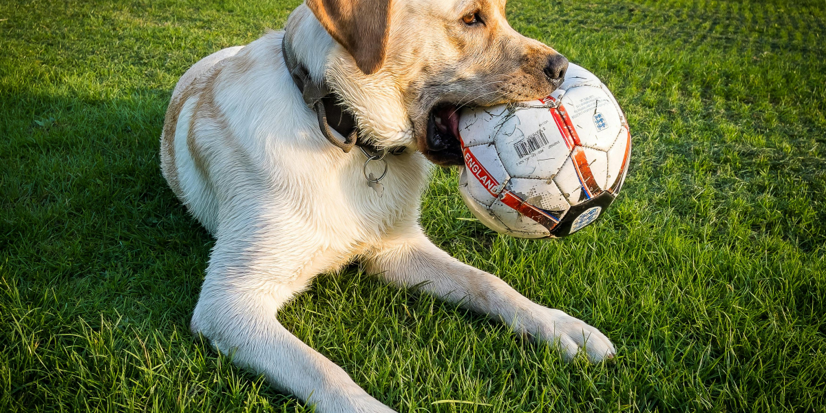 Say Goodbye to Mess with an Automatic Pooper Scooper: The Ultimate Solution for Pet Waste Cleanup